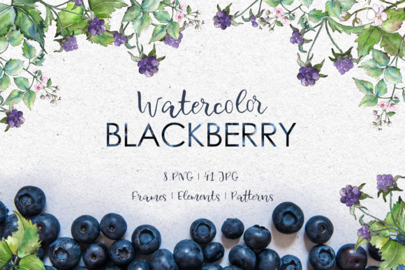 Blackberry Watercolor Illustrations Review