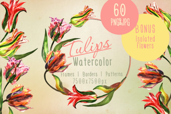 Colorful Tulips Watercolor Set Illustrations
