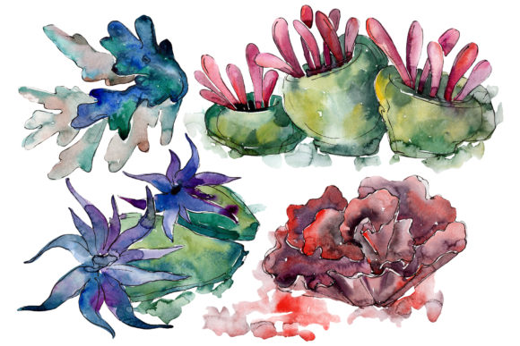 Corals for Happiness Watercolor Illustrations Review