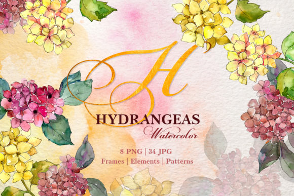 Hydrangeas Yellow-pink Watercolor Review