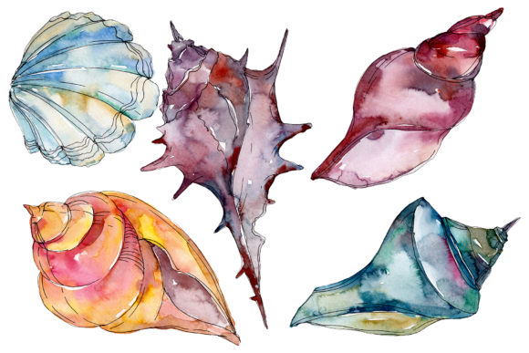 Sea Shells Watercolor: A Designer's Review