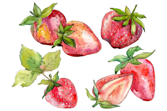 Strawberry Alba Watercolor Illustrations