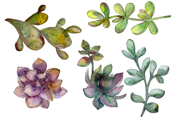 Succulents Watercolor Illustrations Review