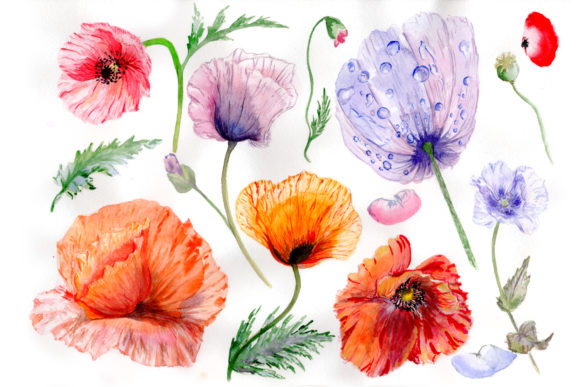 Sweet Flowers Poppy Watercolor Illustrations