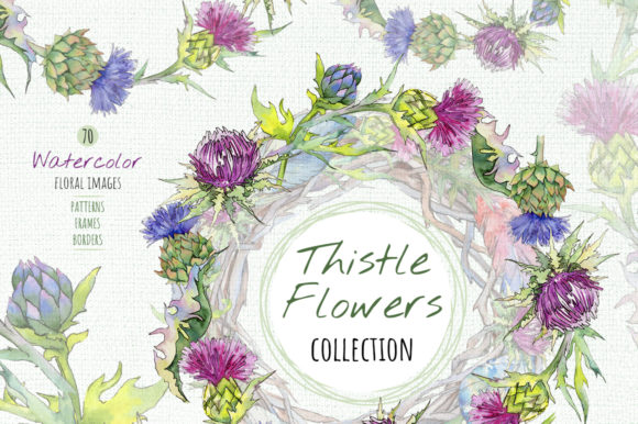 Thistle Flowers Collection Watercolor Set Illustrations